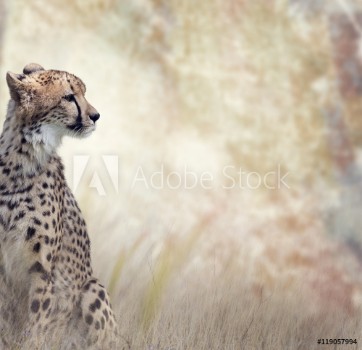 Picture of Wild Cheetah